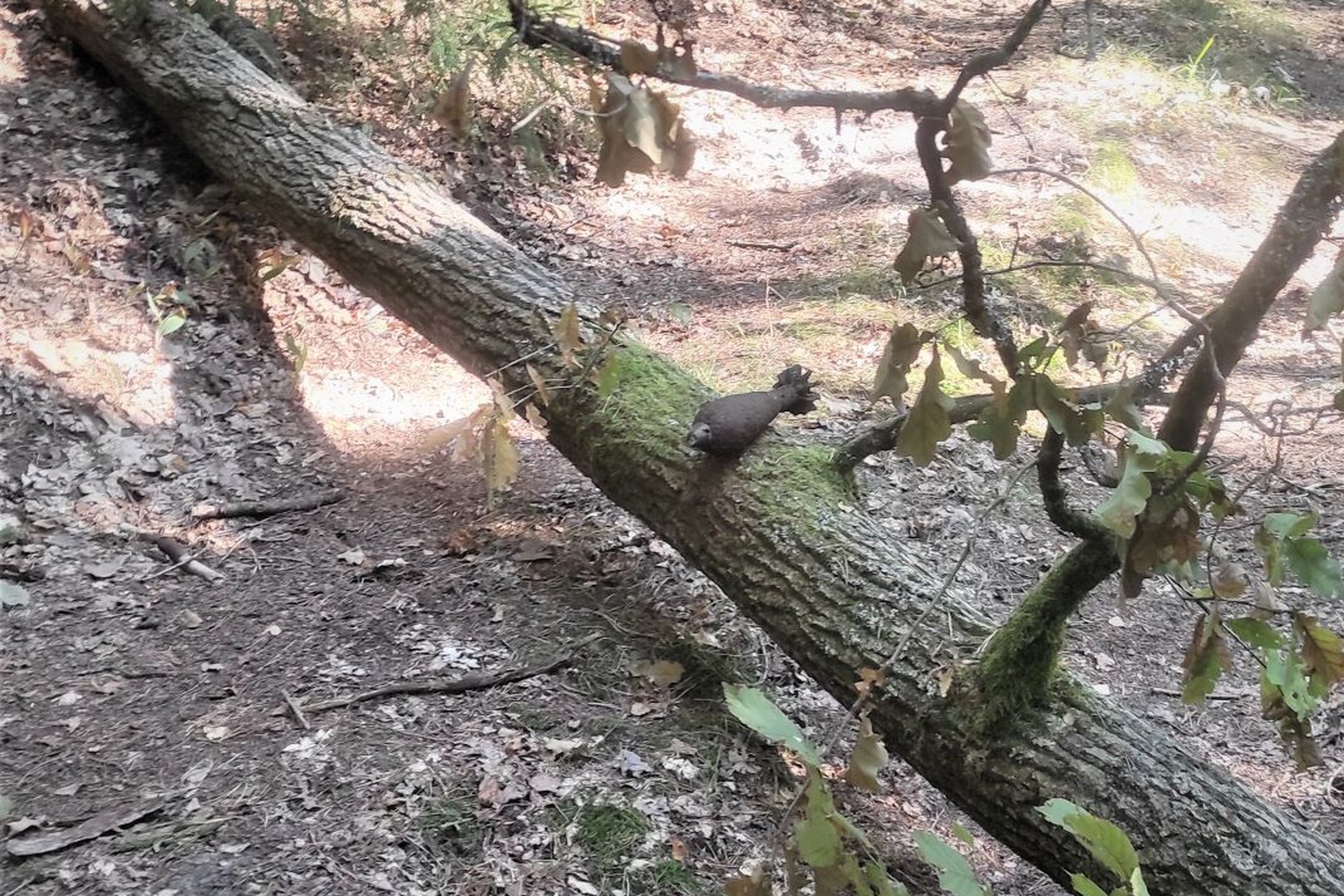 Iliustracija