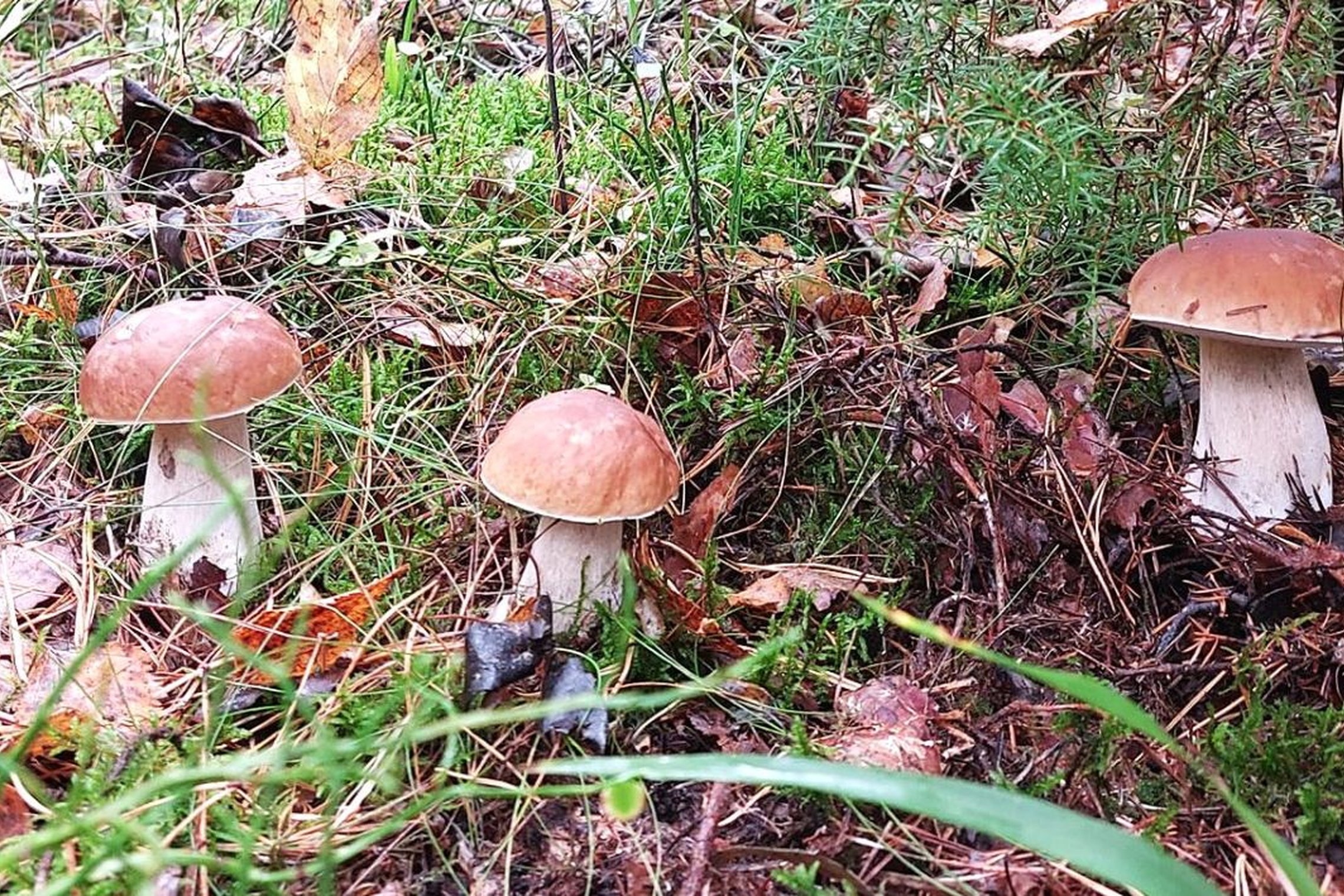 Iliustracija