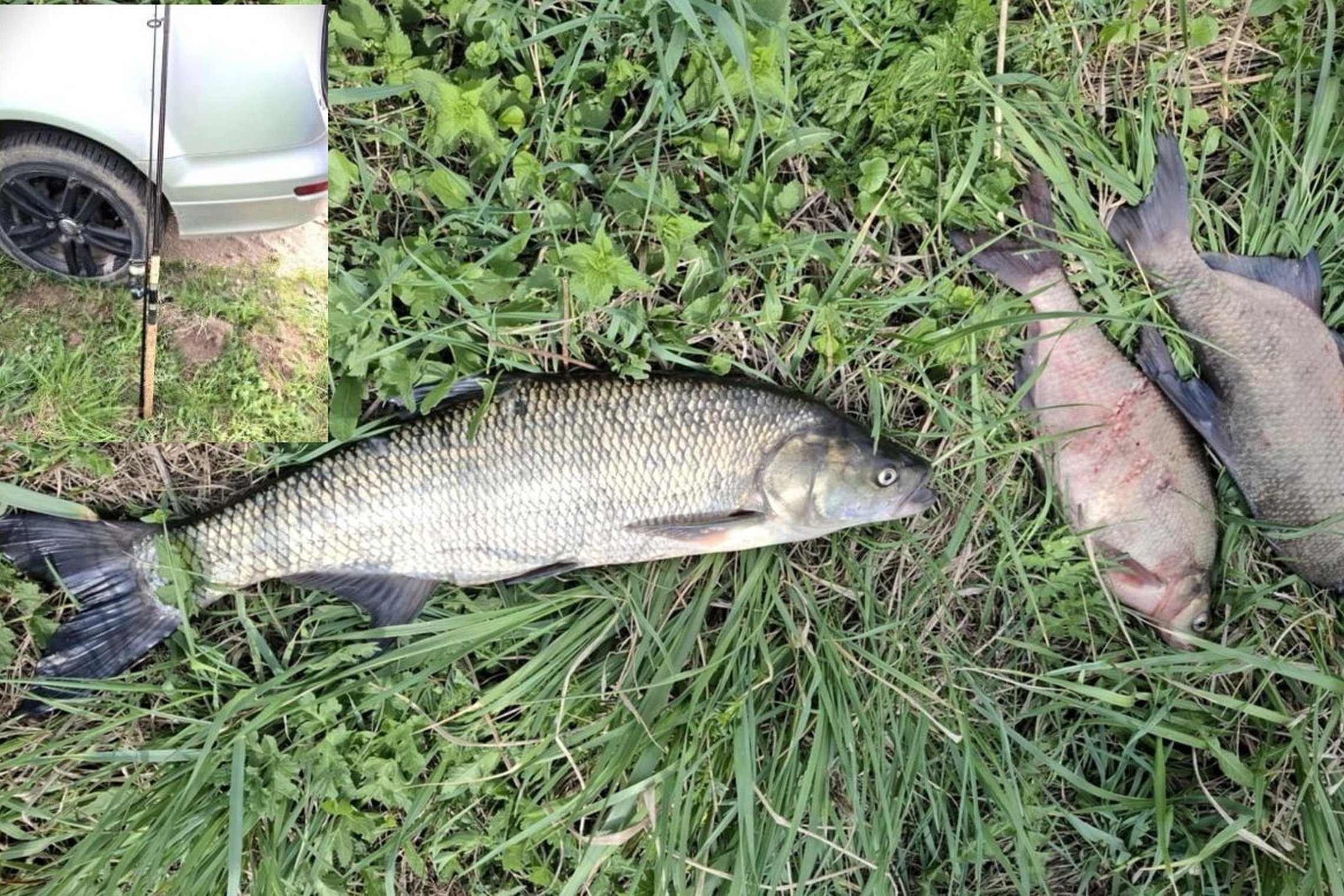 Iliustracija